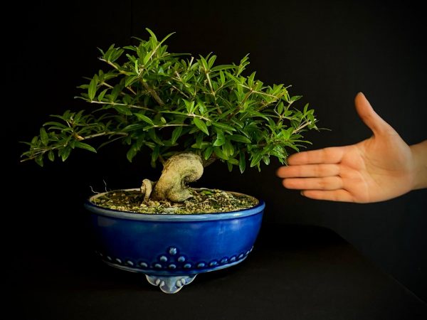 61467 PUNICA GRANATUN NEJIKAN