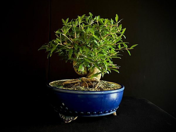 61467 PUNICA GRANATUN NEJIKAN