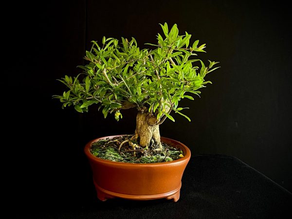 61470 PUNICA GRANATUN NEJIKAN