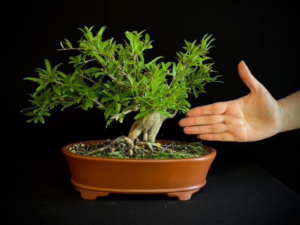 61470 PUNICA GRANATUN NEJIKAN