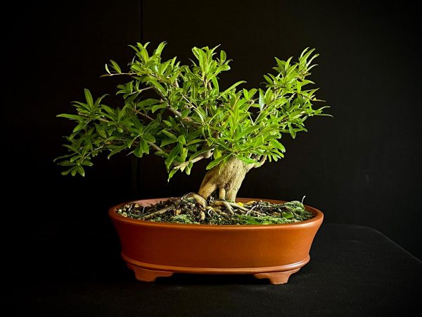 61470 PUNICA GRANATUN NEJIKAN