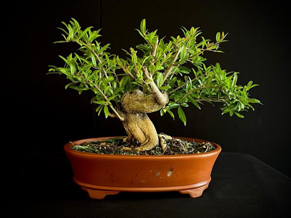 61470 PUNICA GRANATUN NEJIKAN