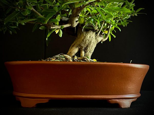 61470 PUNICA GRANATUN NEJIKAN