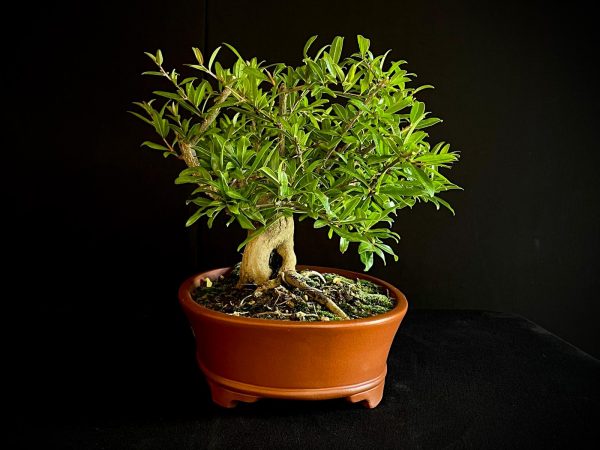 61470 PUNICA GRANATUN NEJIKAN