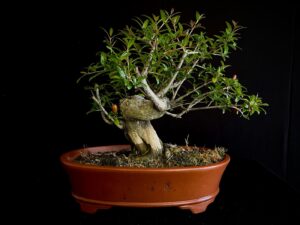 Púnica Granatum Nejikan