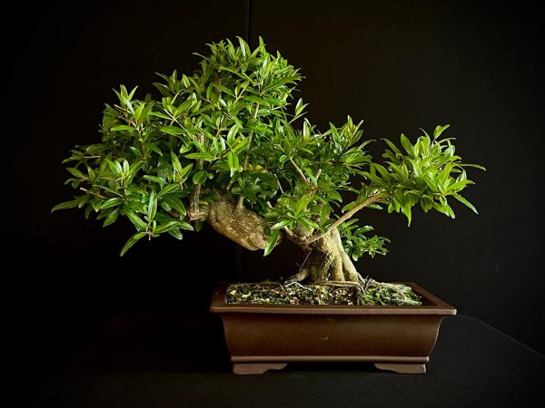 61471 PUNICA GRANATUN NEJIKAN