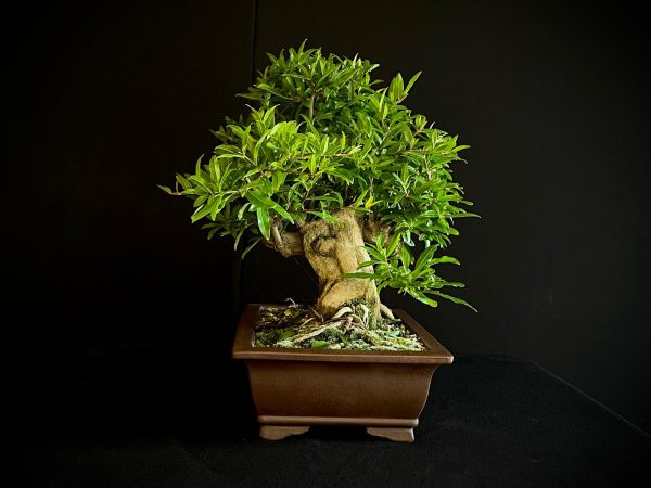 61471 PUNICA GRANATUN NEJIKAN