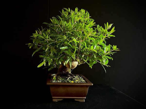 61471 PUNICA GRANATUN NEJIKAN