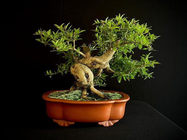 61472 PUNICA GRANATUN NEJIKAN