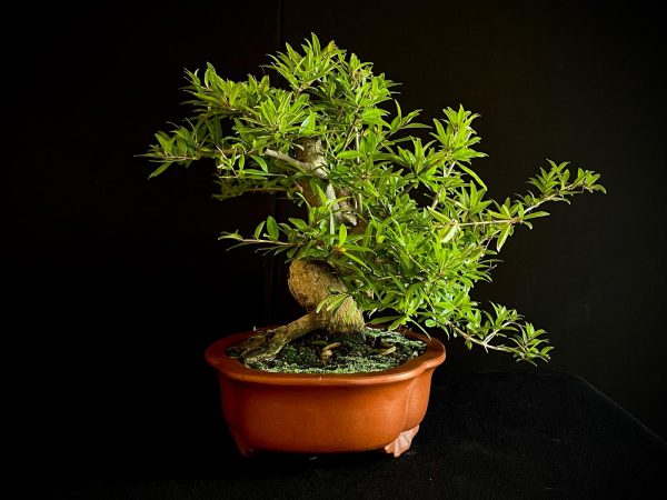 61472 PUNICA GRANATUN NEJIKAN