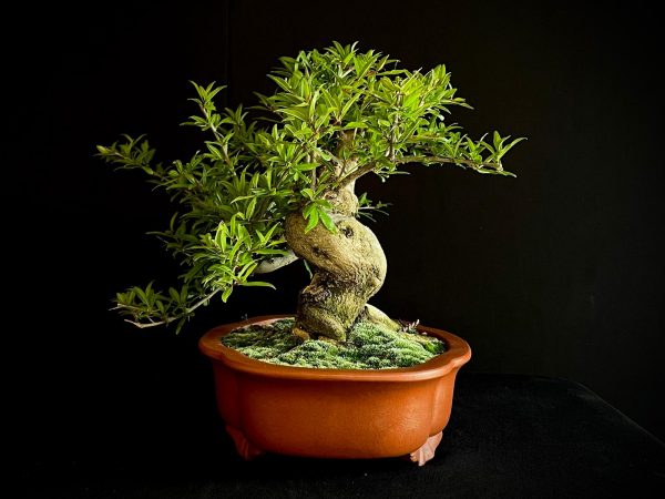 61472 PUNICA GRANATUN NEJIKAN