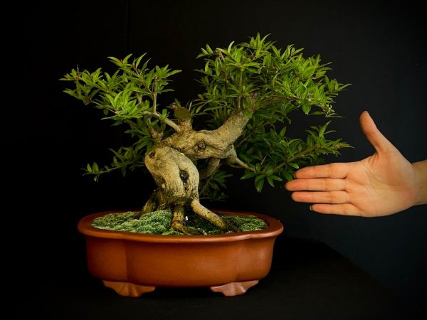 61472 PUNICA GRANATUN NEJIKAN