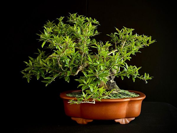 61472 PUNICA GRANATUN NEJIKAN