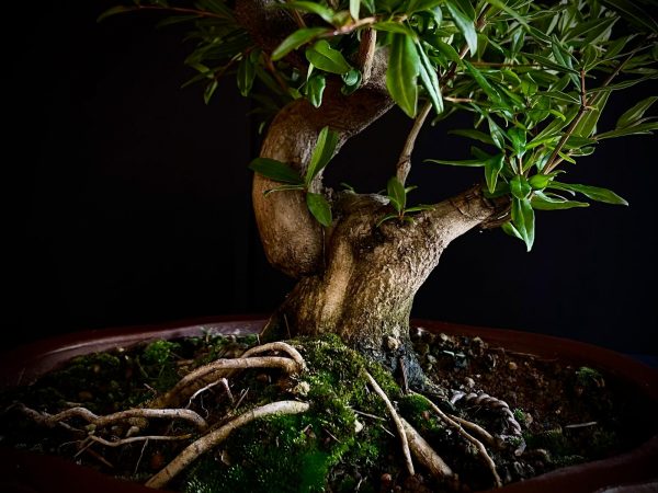 61473 PUNICA GRANATUM NEJIKAN