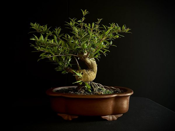 61473 PUNICA GRANATUM NEJIKAN