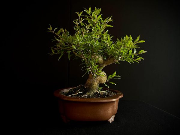 61473 PUNICA GRANATUM NEJIKAN