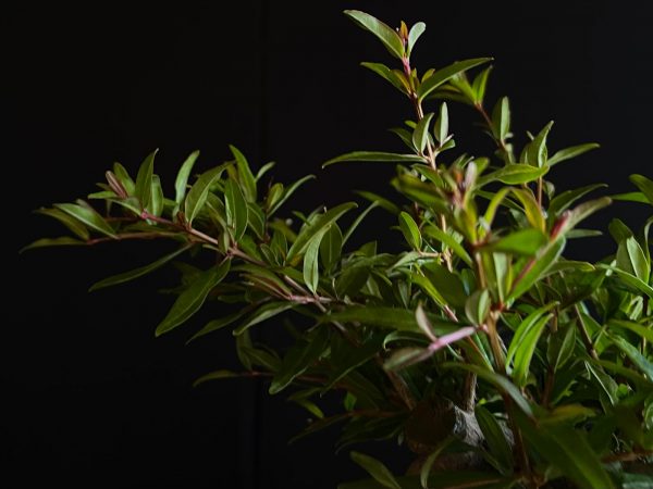 61473 PUNICA GRANATUM NEJIKAN