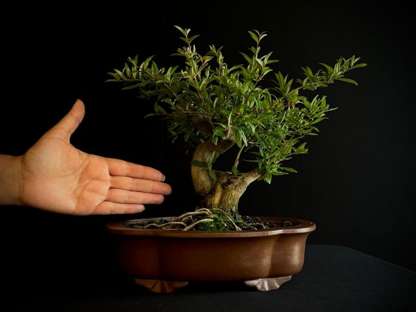 61473 PUNICA GRANATUM NEJIKAN