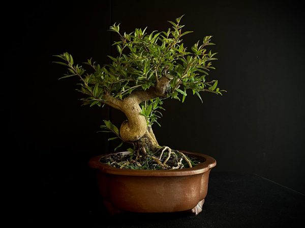 61473 PUNICA GRANATUM NEJIKAN