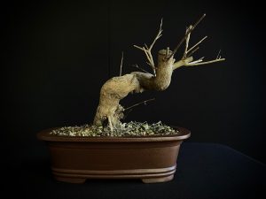 61474 PUNICA GRANATUM NEJIKAN