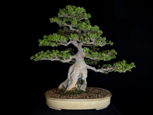 ACER BUERGERIANUM