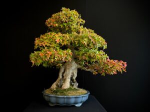 61498 ACER BUERGERIANUM
