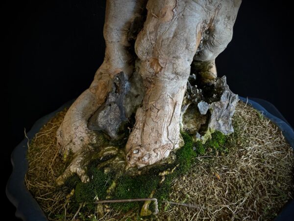 61498 ACER BUERGERIANUM