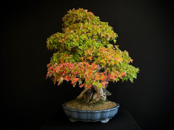 61498 ACER BUERGERIANUM
