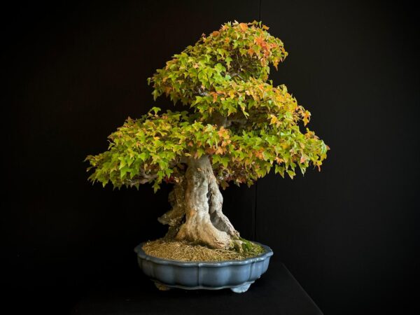 61498 ACER BUERGERIANUM
