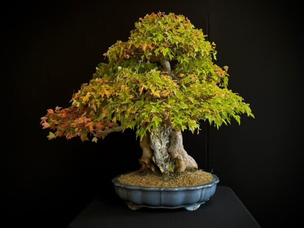 61498 ACER BUERGERIANUM