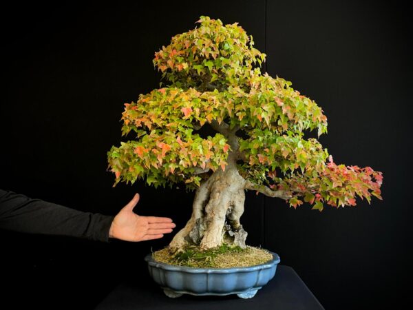 61498 ACER BUERGERIANUM