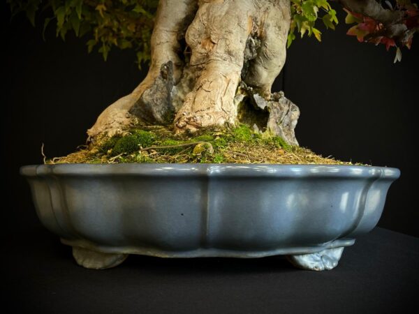 61498 ACER BUERGERIANUM