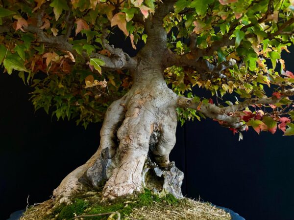 61498 ACER BUERGERIANUM