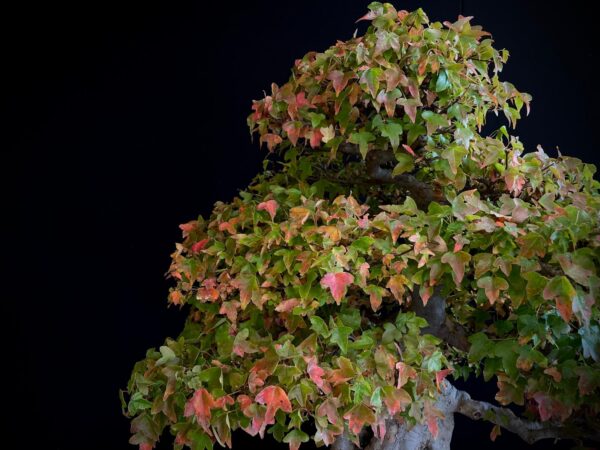 61498 ACER BUERGERIANUM