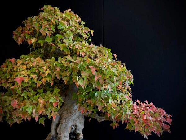61498 ACER BUERGERIANUM
