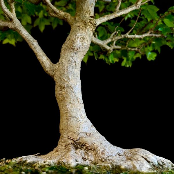 Arce japonés de tres puntas, Acer buergerianum, 46↕️x44↕️cm Maceta Tokoname Ryugaku . Un grácil buergerianum de líneas suaves, bonita estructura de ramas de aspecto natural y delicado en todos sus detalles. Por su tamaño acompaña perfectamente a árboles más grandes y potentes, sirviendo de contrapunto por su aspecto femenino. Pero también puede ser una pieza central en una colección de árboles más pequeños. A mi, personalmente me encanta, es una delicia de arce.