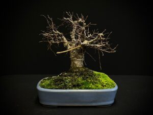 61501 ZELKOVA SERRATA