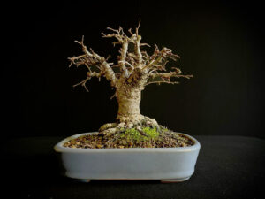 61501 ZELKOVA SERRATA