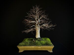 61502 - ZELKOVA SERRATA