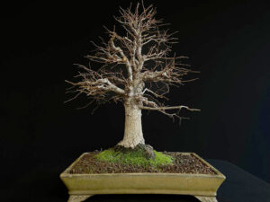 61502 ZELKOVA SERRATA