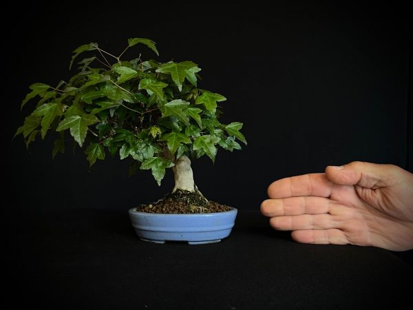 61518 ACER BUERGERIANUM