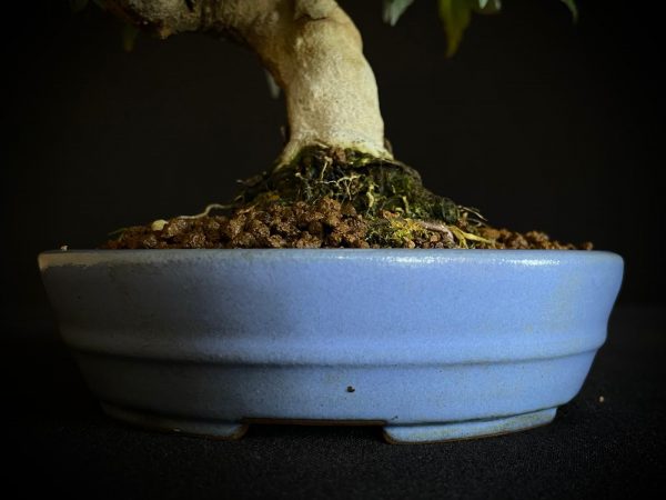 61518 ACER BUERGERIANUM