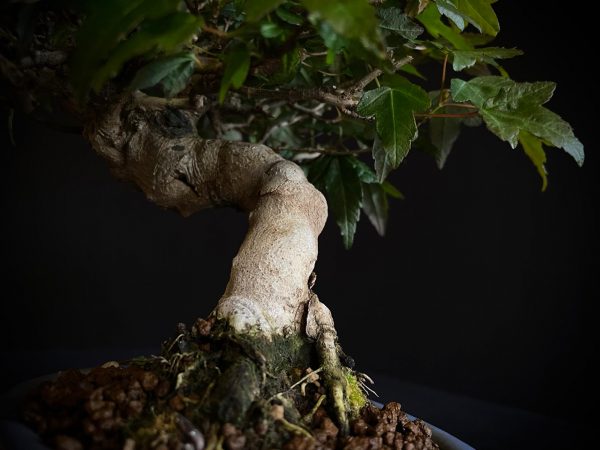 61518 ACER BUERGERIANUM