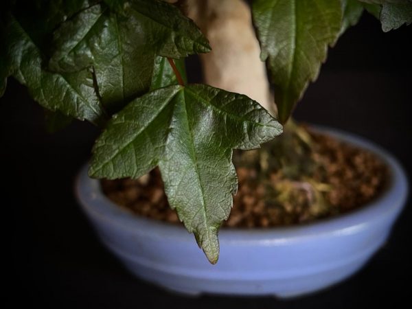 61518 ACER BUERGERIANUM