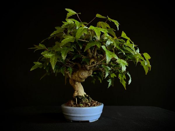 61518 ACER BUERGERIANUM