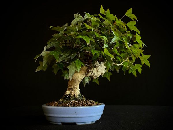 61518 ACER BUERGERIANUM