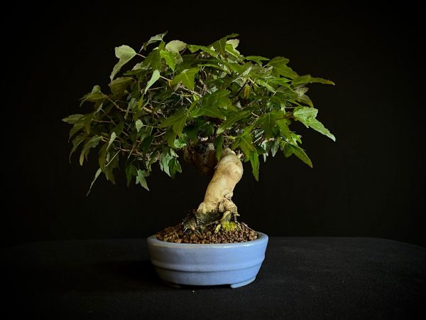 61518 ACER BUERGERIANUM