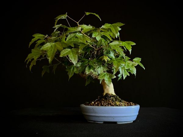 61518 ACER BUERGERIANUM