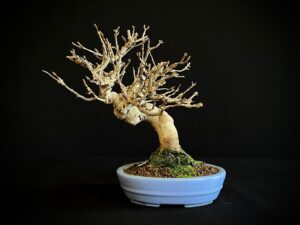 61518 ACER BUERGERIANUM