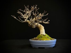 61518 acer buergerianum